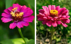 Zinnia Flowers: Planting, Growing, and Caring Tips