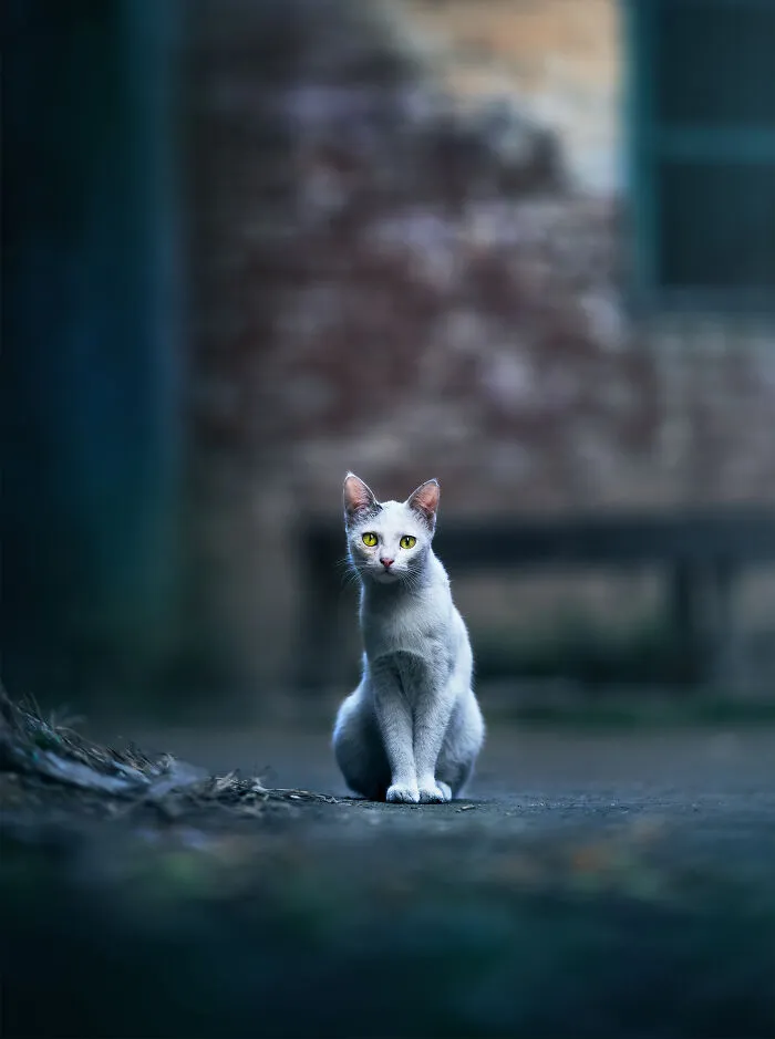 I Took Pictures Of Urban Wildlife, Here Are 10 Of Them