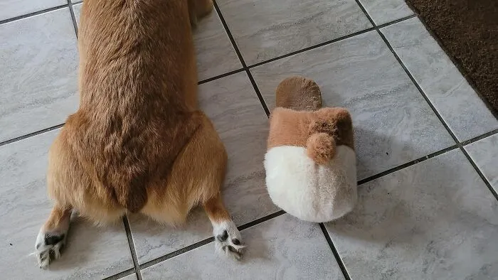 Strut Around Your House In The Most 'Paw'-Dorable Style! The Corgi Butt Fuzzy Slippers For Women - Your Cuddly Buddies To Step Up The Cozy Game