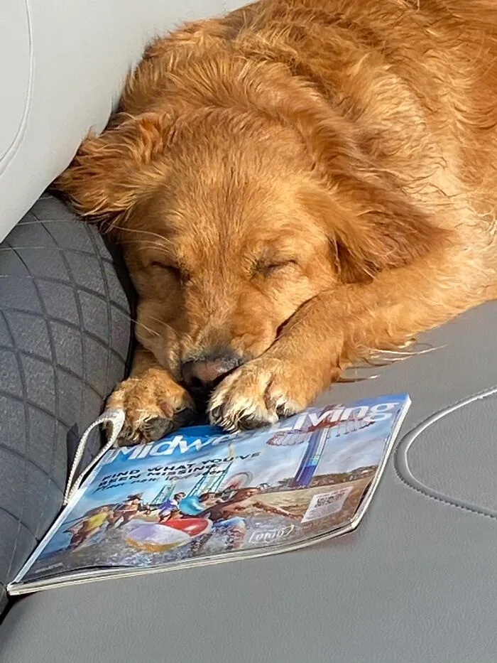 Life Adventures With Sugar, My 10-Year-Old Golden Retriever, Along The Menominee River (15 Pics)