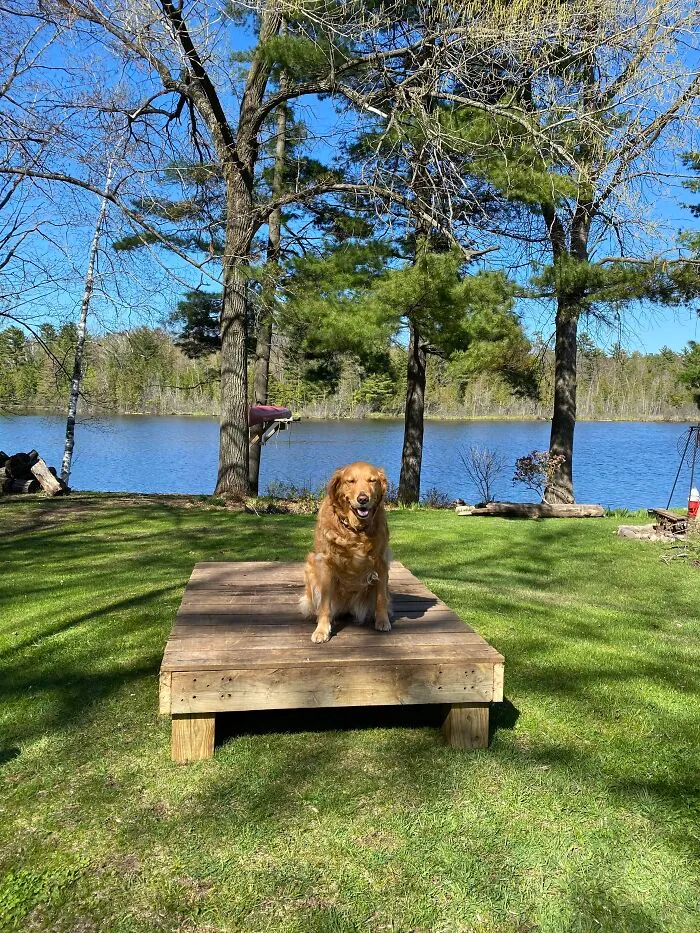 Life Adventures With Sugar, My 10-Year-Old Golden Retriever, Along The Menominee River (15 Pics)