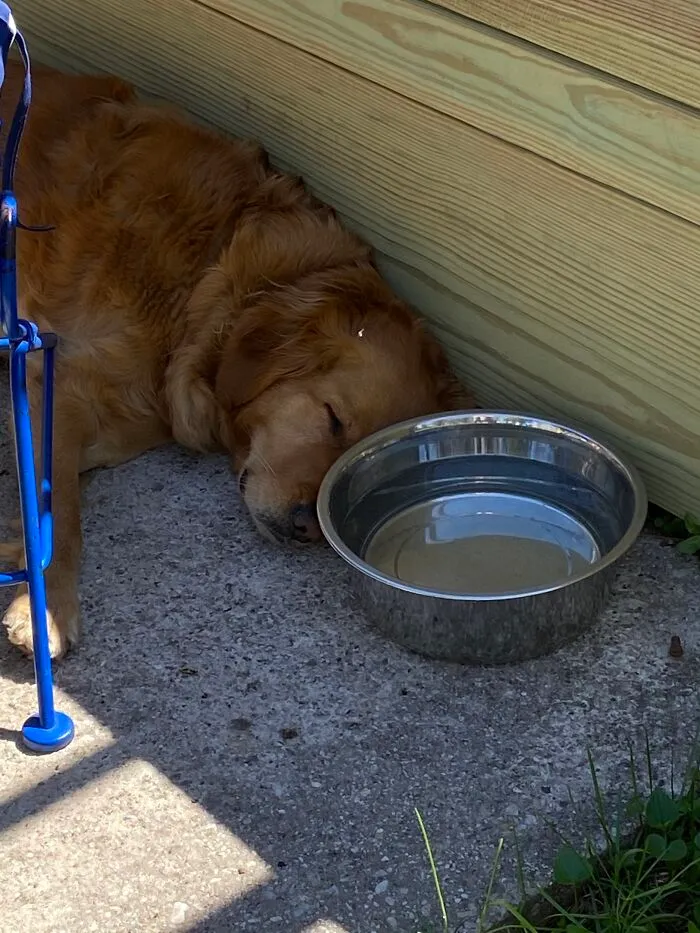 Life Adventures With Sugar, My 10-Year-Old Golden Retriever, Along The Menominee River (15 Pics)