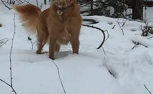 Life Adventures With Sugar, My 10-Year-Old Golden Retriever, Along The Menominee River (15 Pics)