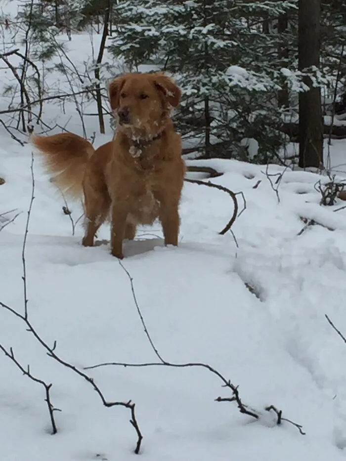 Life Adventures With Sugar, My 10-Year-Old Golden Retriever, Along The Menominee River (15 Pics)