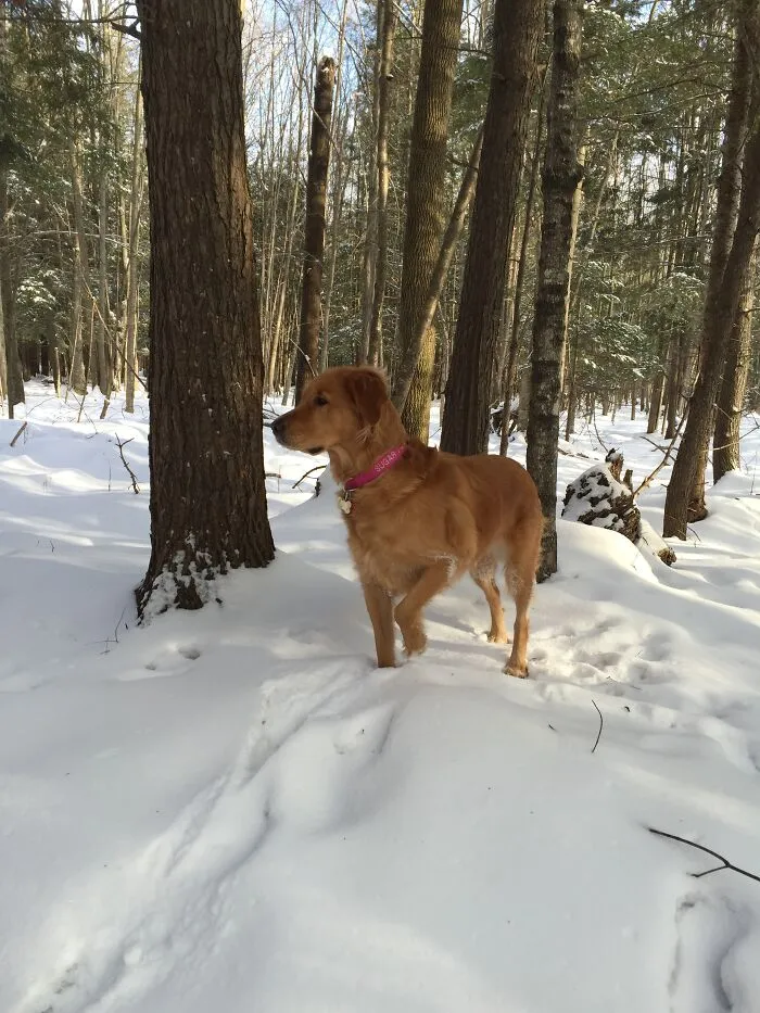 Life Adventures With Sugar, My 10-Year-Old Golden Retriever, Along The Menominee River (15 Pics)