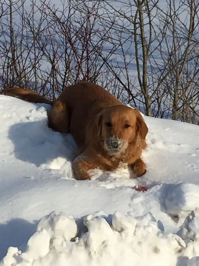 Life Adventures With Sugar, My 10-Year-Old Golden Retriever, Along The Menominee River (15 Pics)