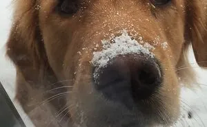 Life Adventures With Sugar, My 10-Year-Old Golden Retriever, Along The Menominee River (15 Pics)