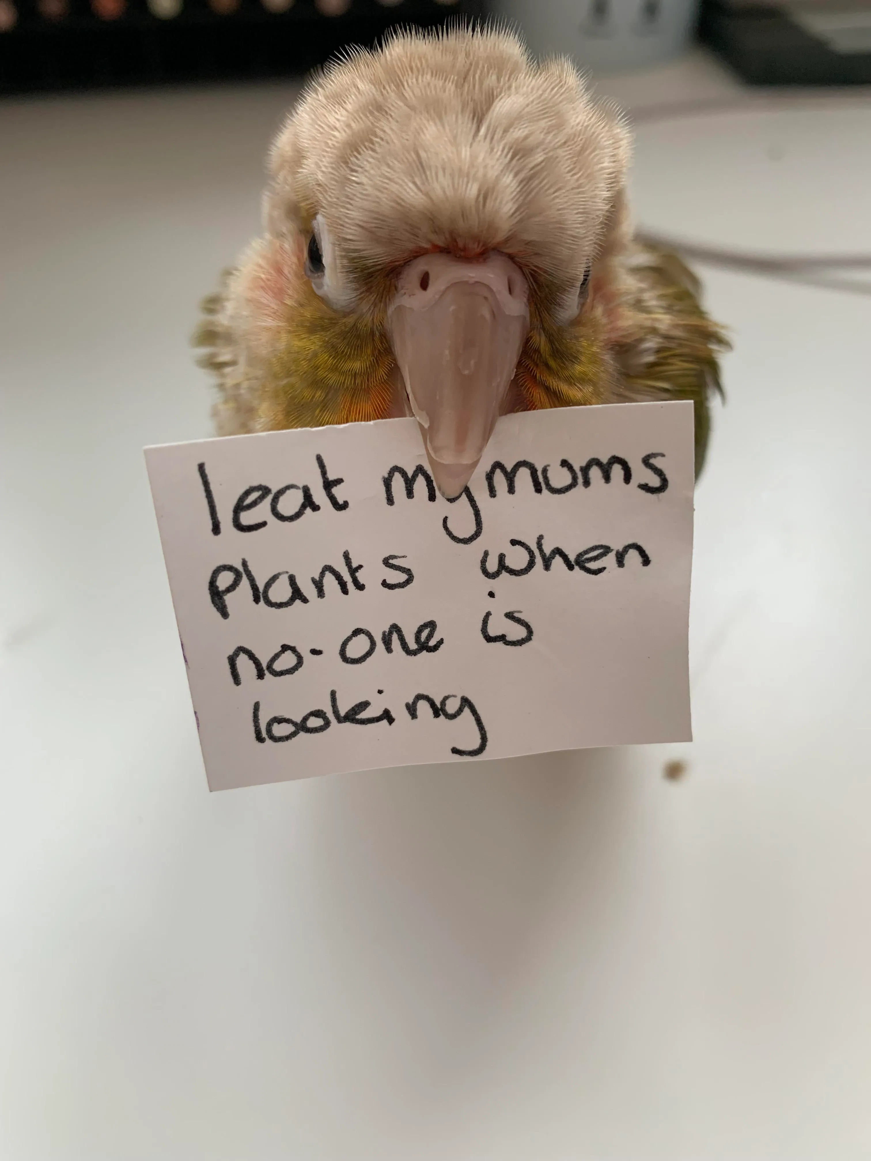 Bird Shaming