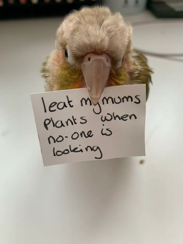 Eating Plants