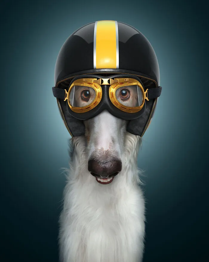 The Borzoi (40 Mph)