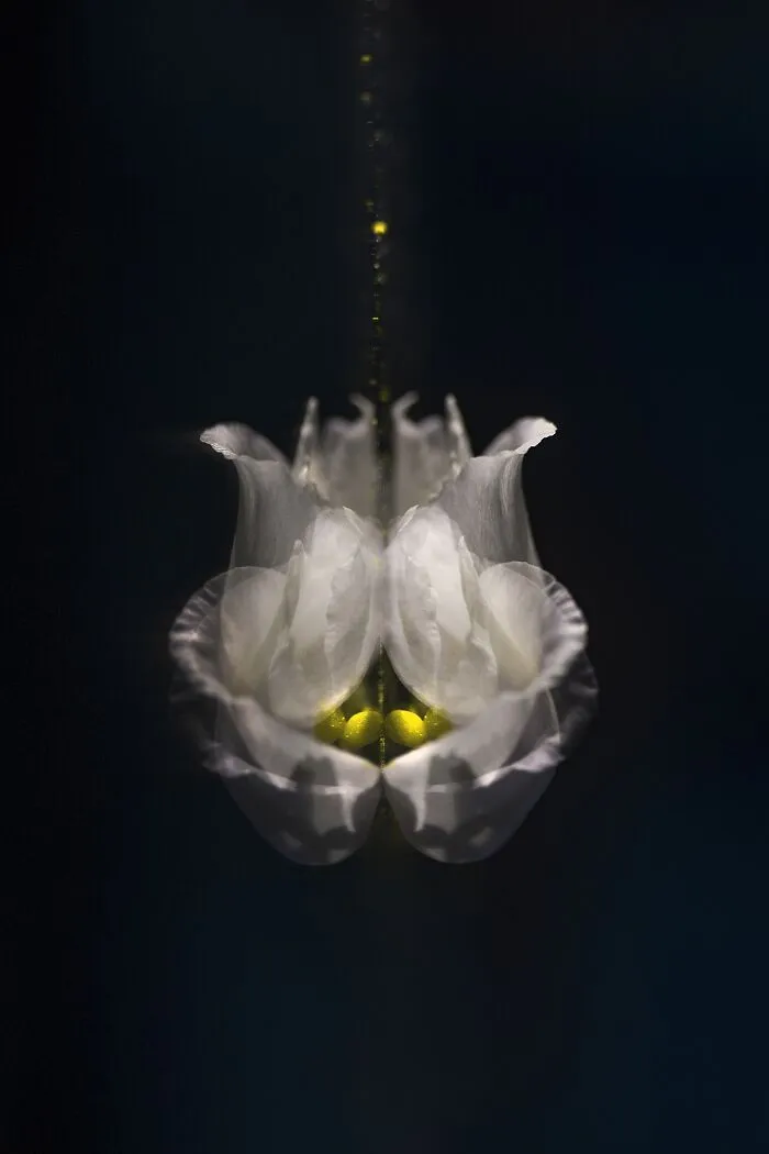 "Flowers Of The Future" By Jovita Ambrazaityte