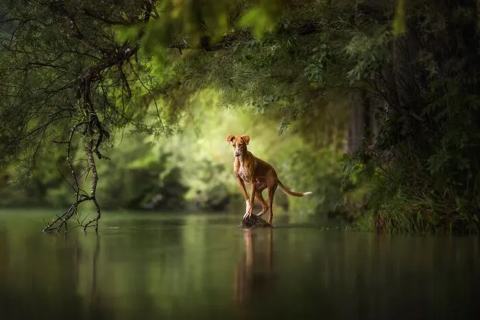"Green - The Color Of Hope" By Anne Geier