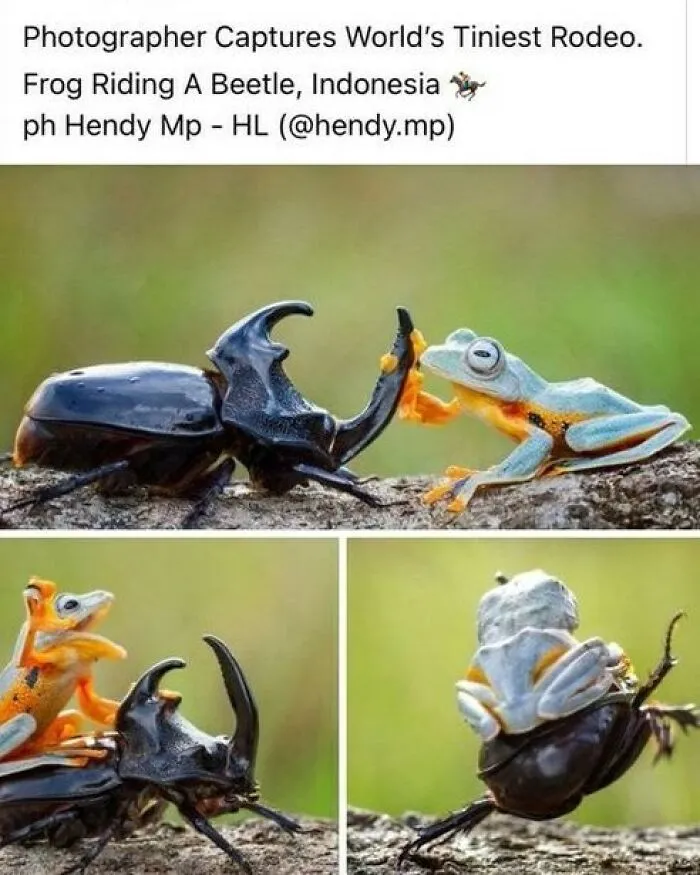 “Animals Doing Things”: 50 Funny And Wholesome Animal Memes And Pics To Make You Smile