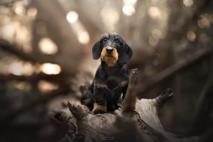 Puppy Cooper Watching His First Summer Sunset In The Forest