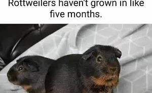 “Animals Doing Things”: 50 Funny And Wholesome Animal Memes And Pics To Make You Smile