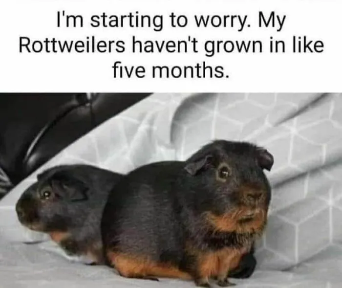Animals-Doing-Things-Memes-Pics