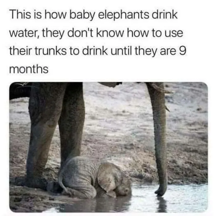 “Animals Doing Things”: 50 Funny And Wholesome Animal Memes And Pics To Make You Smile
