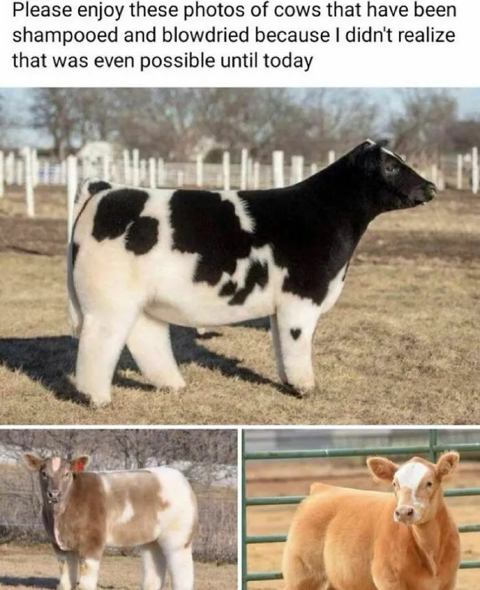 “Animals Doing Things”: 50 Funny And Wholesome Animal Memes And Pics To Make You Smile