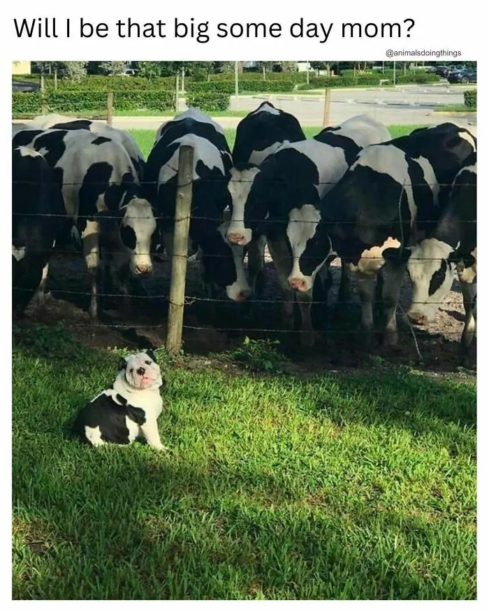 “Animals Doing Things”: 50 Funny And Wholesome Animal Memes And Pics To Make You Smile