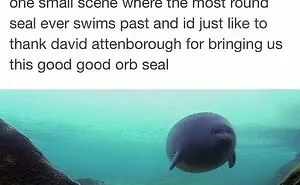 “Animals Doing Things”: 50 Funny And Wholesome Animal Memes And Pics To Make You Smile