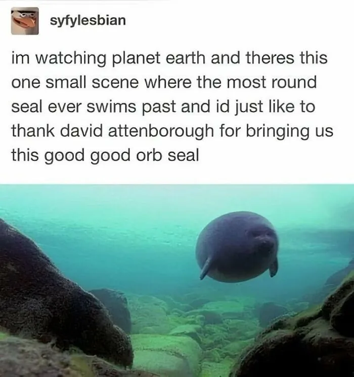 Animals-Doing-Things-Memes-Pics