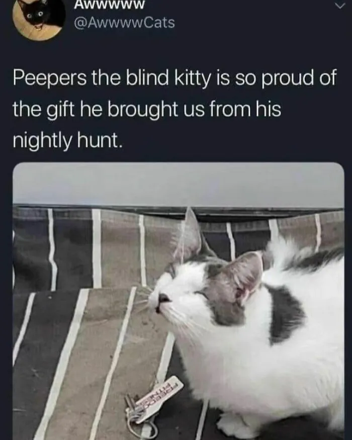 “Animals Doing Things”: 50 Funny And Wholesome Animal Memes And Pics To Make You Smile