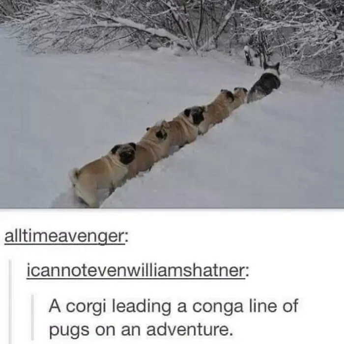 “Animals Doing Things”: 50 Funny And Wholesome Animal Memes And Pics To Make You Smile