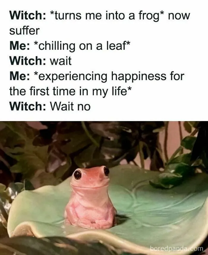 “Animals Doing Things”: 50 Funny And Wholesome Animal Memes And Pics To Make You Smile