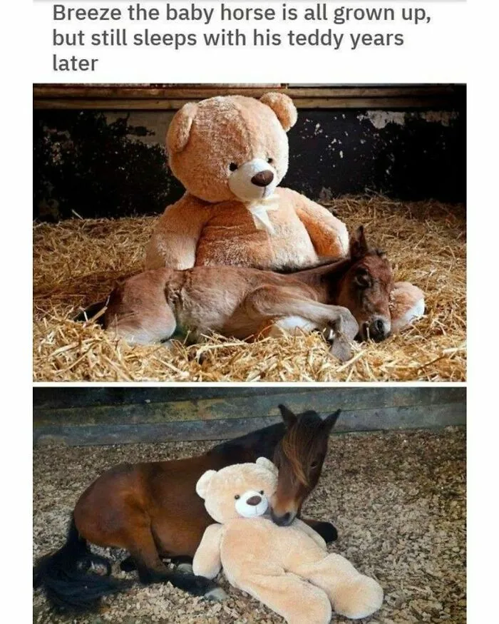“Animals Doing Things”: 50 Funny And Wholesome Animal Memes And Pics To Make You Smile