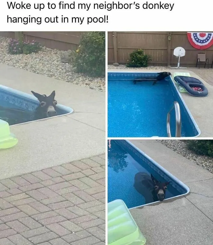 “Animals Doing Things”: 50 Funny And Wholesome Animal Memes And Pics To Make You Smile