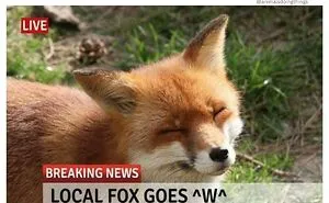 “Animals Doing Things”: 50 Funny And Wholesome Animal Memes And Pics To Make You Smile