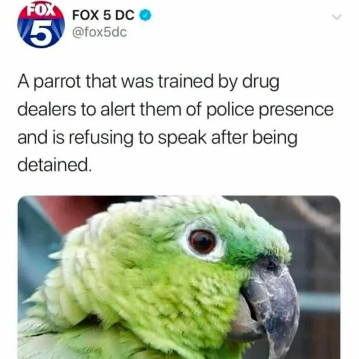 “Animals Doing Things”: 50 Funny And Wholesome Animal Memes And Pics To Make You Smile