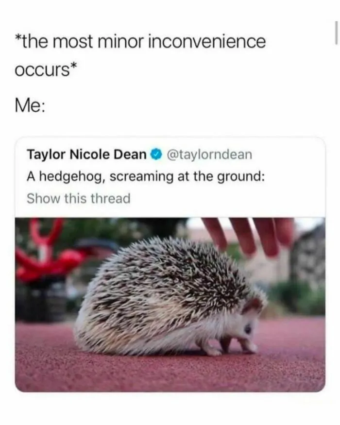 “Animals Doing Things”: 50 Funny And Wholesome Animal Memes And Pics To Make You Smile