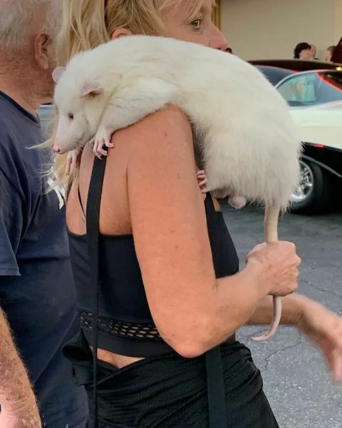 30 Of The Most Hilariously Chaotic Things To Have Been Spotted At Car Shows
