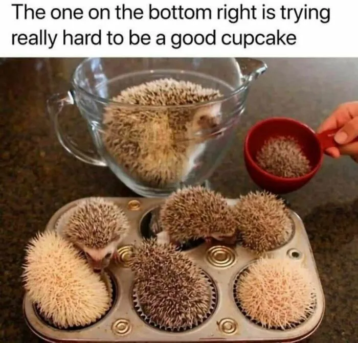 “Animals Doing Things”: 50 Funny And Wholesome Animal Memes And Pics To Make You Smile