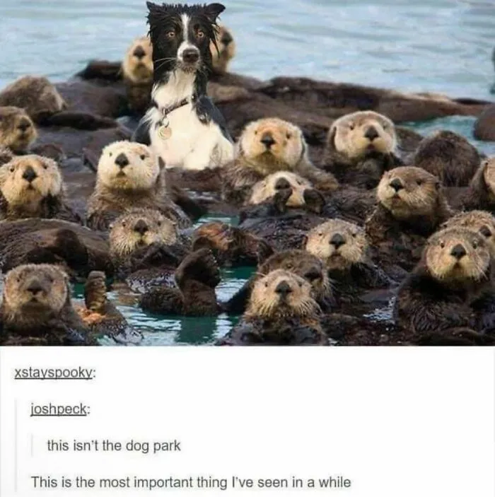 “Animals Doing Things”: 50 Funny And Wholesome Animal Memes And Pics To Make You Smile