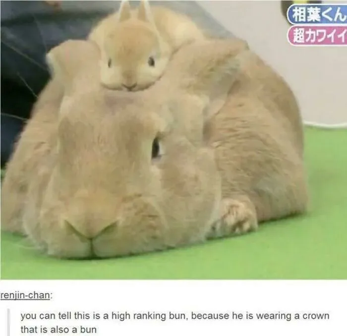 “Animals Doing Things”: 50 Funny And Wholesome Animal Memes And Pics To Make You Smile