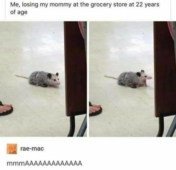 “Animals Doing Things”: 50 Funny And Wholesome Animal Memes And Pics To Make You Smile