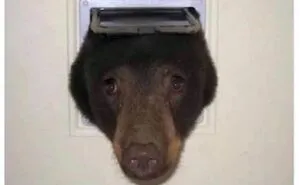 “Animals Doing Things”: 50 Funny And Wholesome Animal Memes And Pics To Make You Smile