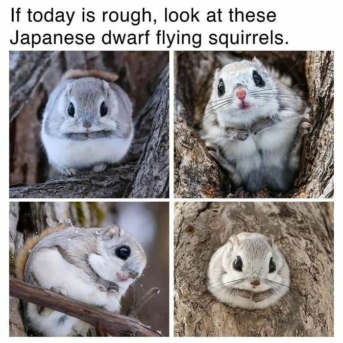 “Animals Doing Things”: 50 Funny And Wholesome Animal Memes And Pics To Make You Smile