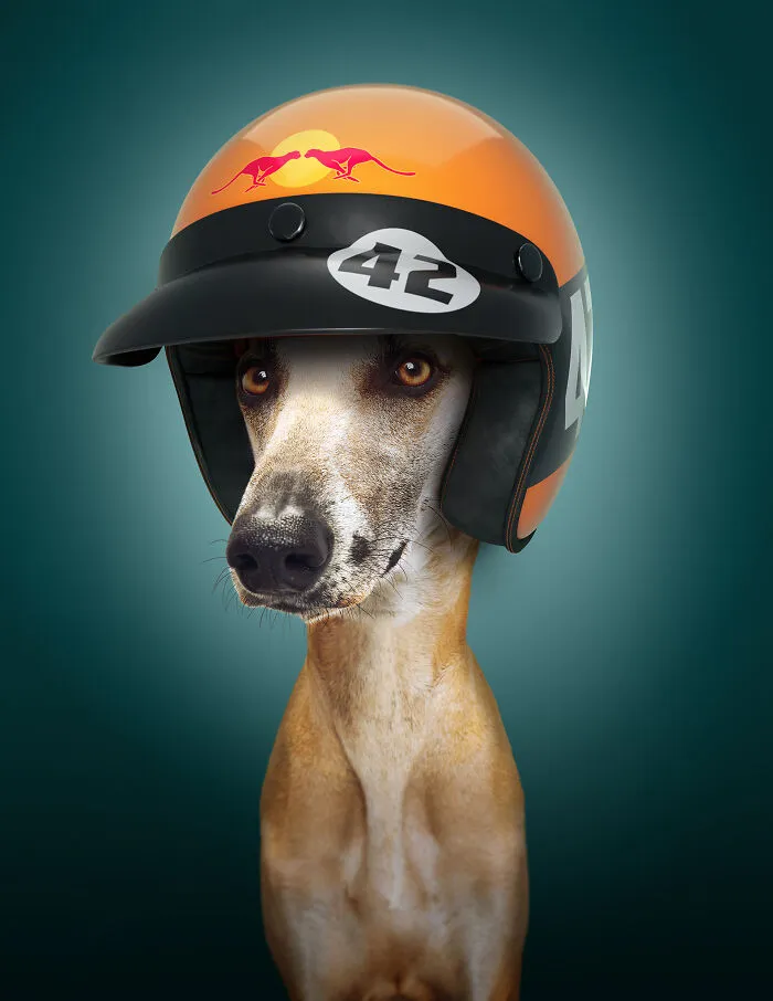 The Sloughi (42 Mph)