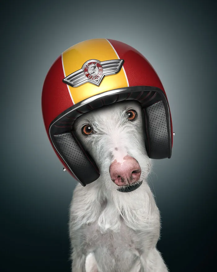 The Spanish Galgo (37 Mph)
