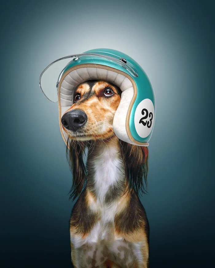 The Saluki (42 Mph)