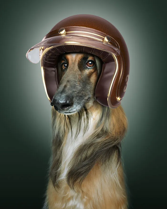 The Afghan Hound (40 Mph)