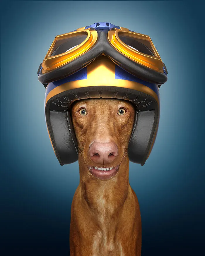 The Pharaoh Hound (35 Mph)