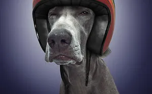 We Portrayed Our Four-Legged Companions As The Fastest Dogs In The World (14 Pics)