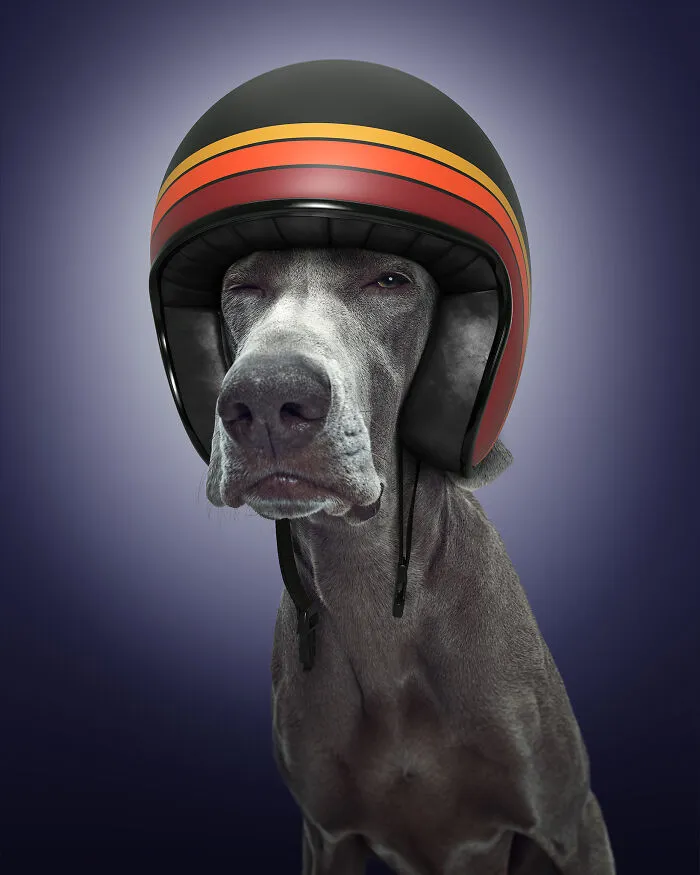 The Weimaraner (35 Mph)