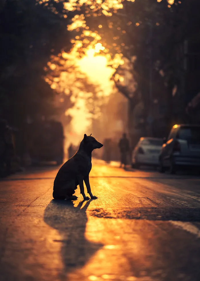 I Took Pictures Of Urban Wildlife, Here Are 10 Of Them