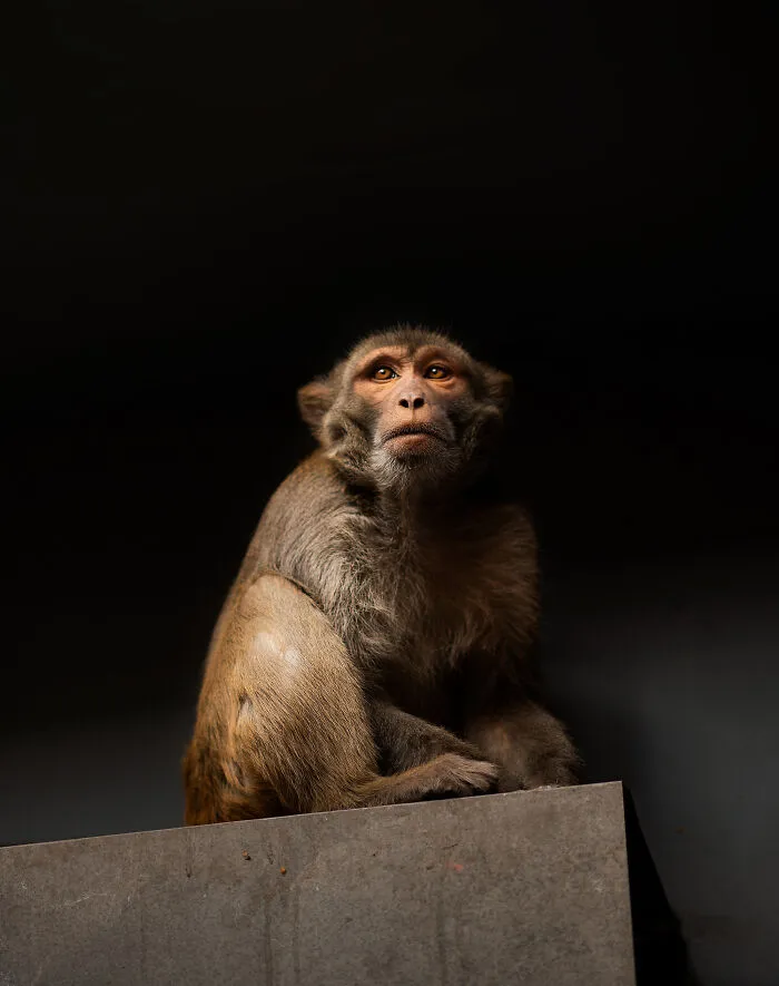 I Took Pictures Of Urban Wildlife, Here Are 10 Of Them