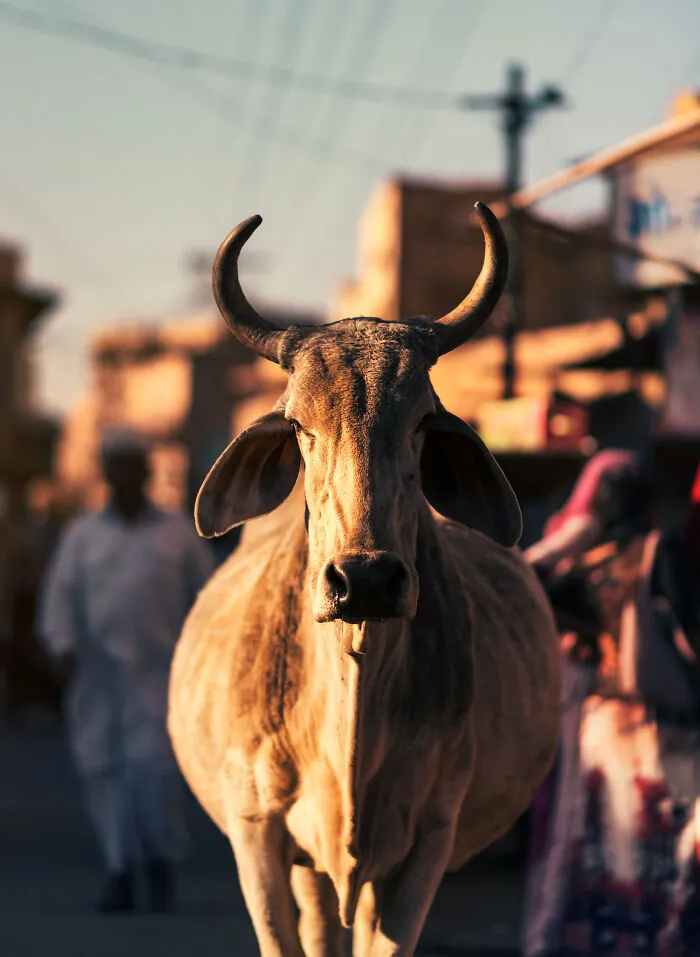 I Took Pictures Of Urban Wildlife, Here Are 10 Of Them